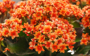 kalanchoe