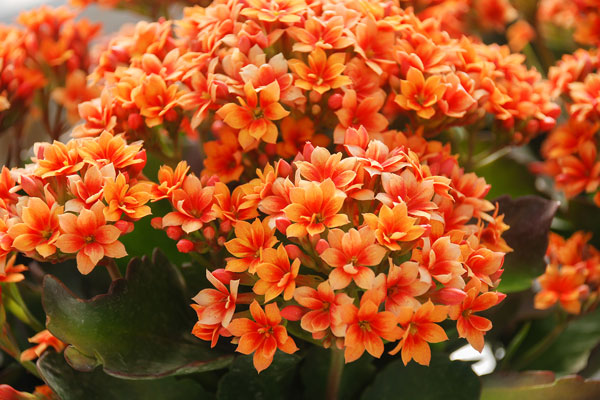 kalanchoe