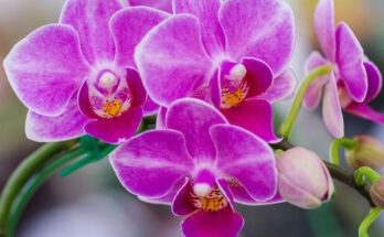 orchideje
