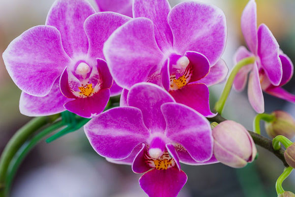 orchideje