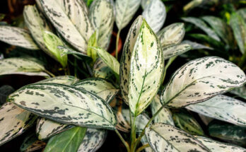aglaonema