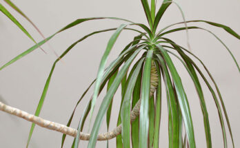 dracena