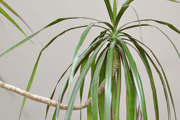 dracena
