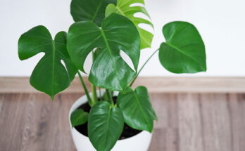 monstera
