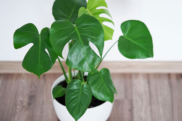 monstera