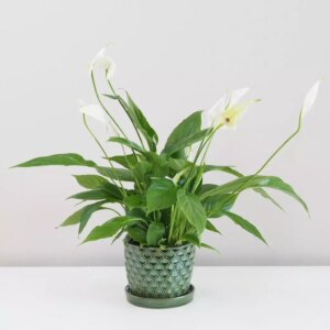 Lopatkovec / Spathiphyllum wallisii velký