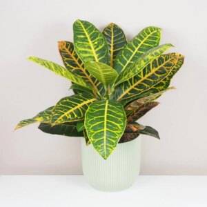 Krotónovec / Codiaeum variegatum ‘Petra’ velký