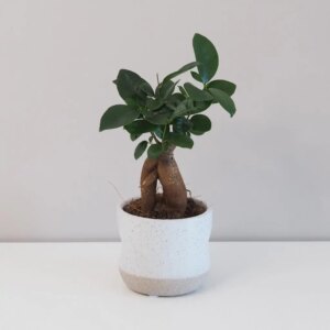Ficus ginseng bonsai střední