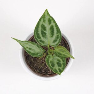 Anthurium crystallinum ‘Silver Blush’ malé