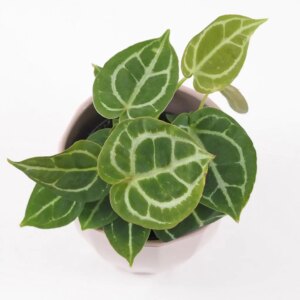 Anthurium crystallinum velké