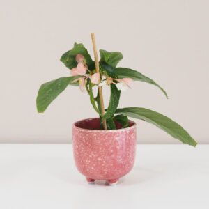 Begonia mini