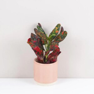 Krotónovec strakatý / Codiaeum variegatum ‘Red Batik’