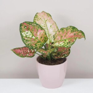 Aglaonema ‘Jazzy Red’