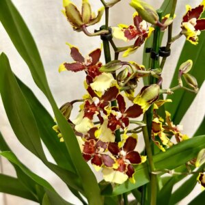 Orchidej Cambria ‘Hot Chocolate’