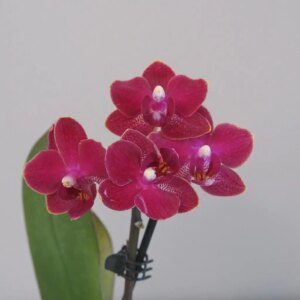 Orchidej phalaenopsis multiflora cyklamenová