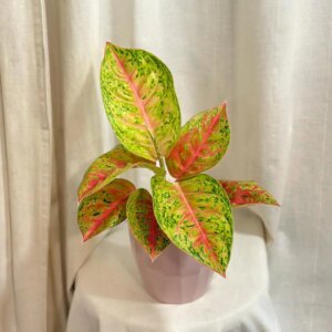 Aglaonema ‘Grand Poppy’