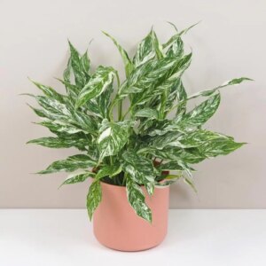 Lopatkovec / Spathiphyllum wallisii ‘Diamond’