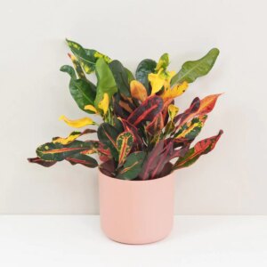 Krotónovec / Codiaeum variegatum ‘Mammi’ velký