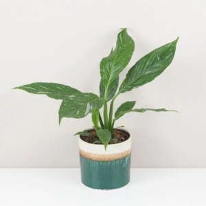 Lopatkovec / Spathiphyllum wallisii ‘Diamond’ střední