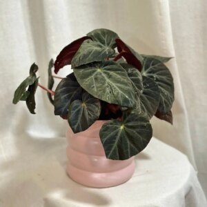 Begonia burkillii ‘Dark Form’