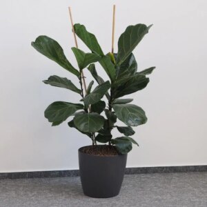 Ficus lyrata velký dvoustonkový