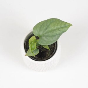 Amydrium medium silver (Spiderman Monstera) baby
