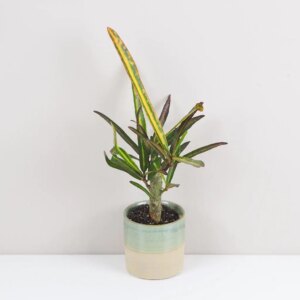 Krotónovec strakatý / Codiaeum variegatum