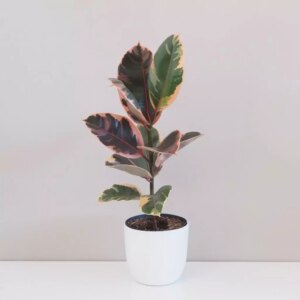 Ficus elastica ‘Belize’