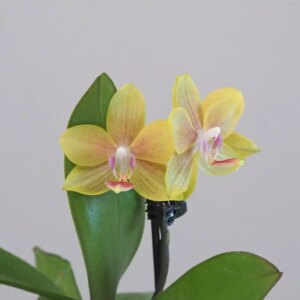 Orchidej phalaenopsis multiflora žlutá