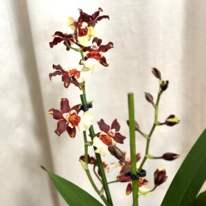 Orchidej Oncidium ‘Magic Oasis’