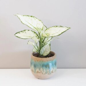 Aglaonema ‘White Joy’