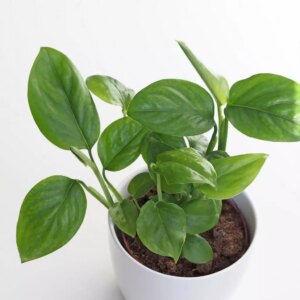 Monstera adansonii var laniata