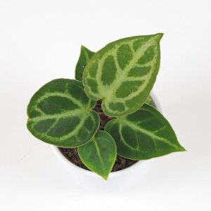 Anthurium crystallinum malé