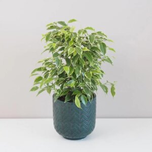 Ficus benjamina ‘Kinky’