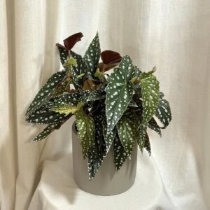 Begonia maculata ‘Spotlight Green’
