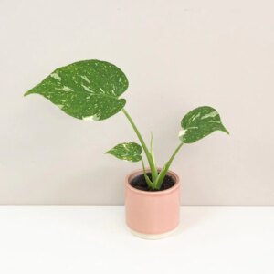 Monstera deliciosa ‘Thai constellation’ baby
