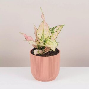 Aglaonema ‘Rosy’