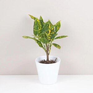 Krotónovec / Codiaeum variegatum ‘Gold Dust’