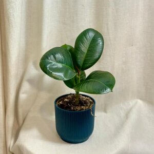 Ficus elastica ‘Robusta’ stredný