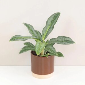 Aglaonema ‘Emerald Stone’