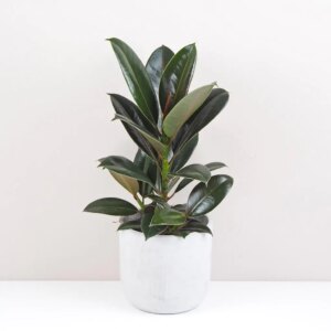 Ficus elastica ‘Melany’