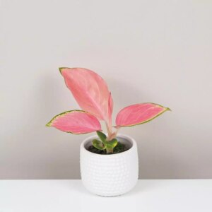 Aglaonema ‘Pink Star’ malá