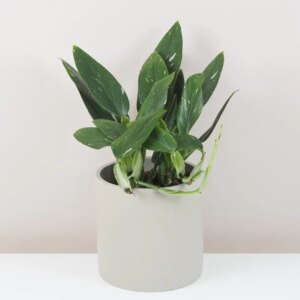 Monstera standleyana variegata velká
