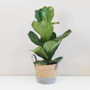 Ficus lyrata velký