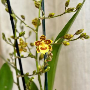 Orchidej Oncidium ‘Golden Afternoon’