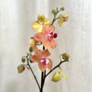 Orchidej Phalaenopsis ‘Sunset Love’