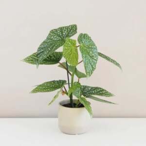 Begonia ‘Corallina de Lucerna’