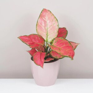 Aglaonema ‘Red Joy’