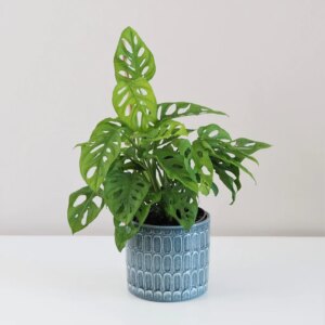 Monstera adansonii