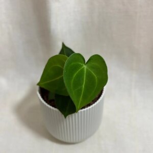 Anthurium Clarinervium střední